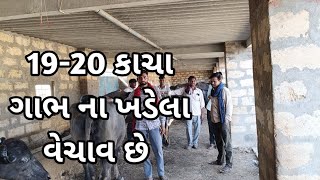 દેશી અને જાફરાબાદી નસલ ના કાચા ગાભ ના ખડેલા વેચાવ છે | for sell jafrabadi and deshi kathadi