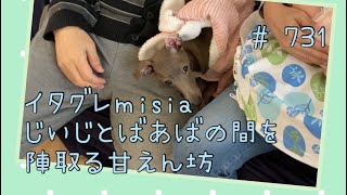 じいじとばあばの間を陣取るイタグレｍｉｓｉａ(ミーシャ)【生後740日】【うちの子673日目】【イタリアングレーハウンド】【パピーズママ出身】【2021.5.17生まれ】2023.5.26撮影