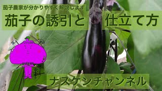 ナスの誘引と仕立て方やり方を分かりやすく解説