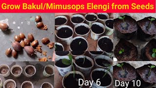 How to Grow Bakul/Mimusops elengi Plant from Seeds ( बकुल के पौधे को बीज से कैसे उगाये )