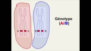 capsule vocabulaire genetique