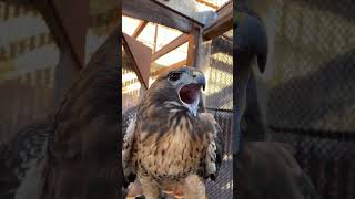 Eagles || birds || #Animal #fight  #shorts #eagles #youtubeshorts #youtuber #viral #youtube #birds