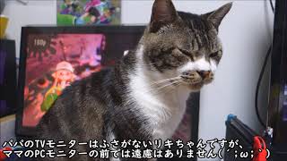 邪魔する相手を的確に見極める猫☆かまってちゃんな猫リキちゃんは今日も視界いっぱいに存在してます【リキちゃんねる　猫動画】Cat video　キジトラ猫との暮らし