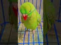 talking parrot cuteness 😍 💖 short ytshort mithu viralvideo beautifulparrot birds share ♥️