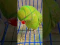 talking parrot cuteness 😍 💖 short ytshort mithu viralvideo beautifulparrot birds share ♥️