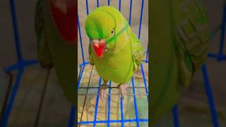 Talking parrot cuteness 😍 💖 #short #ytshort #Mithu #viralvideo #beautifulparrot #birds #share ♥️