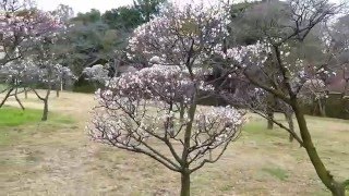 荒山公園（梅林）（２０１６年２月２４日）-５