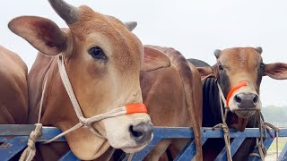 cow unloading, cow videos, cow video, big cow, goru hamba cow, Ep - 378