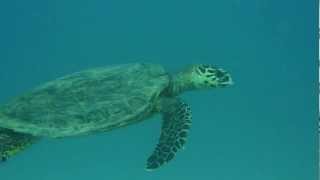 Schildkröte als Guide zum Wrack Hamada in Abu Ghusun in Ägypten, super dive. Suppenschildkröte