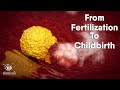 from fertilization to childbirth | 3d medical animation | by Dandelion Team