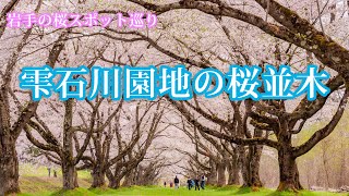 【岩手の桜巡り】雫石町・雫石川園地の桜並木 (4K UHD)