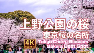 上野公園の桜 ソメイヨシノ【桜2022🌸】東京桜の名所 -  The Best Cherry Blossoms in Tokyo. Tokyo Virtual Walking Tour.