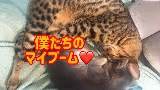 【子猫】先住猫ベンガルと新入り子猫ソマリのマイブーム