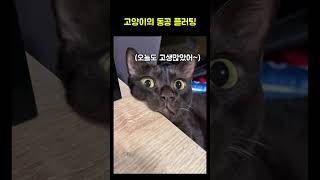 고양이의 동공 플러팅