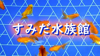 金魚と海月【すみだ水族館】Goldfish \u0026 Jellyfish 💕 ＜ウクライナの動物園を支援しましょう＞