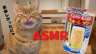 初のちゅーるタワーに大興奮する猫がこちら【ASMR】