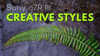 Creative Styles: A Super Underrated Feature Of Your Digital Camera