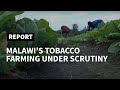 Malawi: tobacco farmers pressured as US butts in over labour abuses | AFP