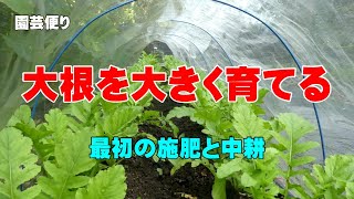 大根を大きく育てる  大根の最初の施肥と中耕2022