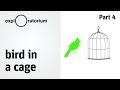 More experiments: Bird in a Cage - Science Snacks activity