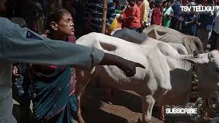 దుబ్బ రాజన్న జాతర | పేంబట్ల జాతర| Thota srinivas |viral| TSVTELUGUVLOGS