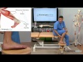 automasaje para la tendinitis y dolor del tendón de aquiles