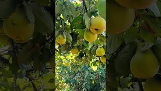 айва #ukraine #harvest #garden #autumn #apple