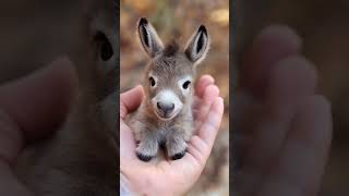 Adorable Baby Donkey Moments to Melt Your Heart 🥰 #BabyDonkey #shorts #youtubeshorts #shortvideo