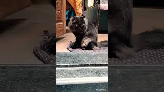 அது அவங்களுக்கு பிடிக்கணும் 🙁😿🙅#cats#funny#shortsfeed#short#shorts#youtubeshorts#shortvideo#