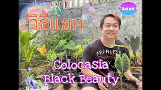 Colocasia Black Beauty | วิธีปลูก | วิธีแยกย้ายกระถาง | บอนแบลคบิวตี้