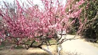 武漢植物園賞梅花.MP4  26-3-2012