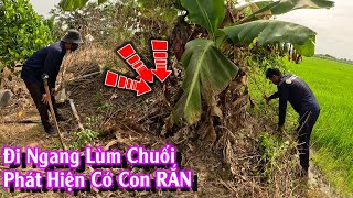 Rất Dễ Nhận Biết Mấy Cái Lùm Chuối Có RẮN | TGSB #1044