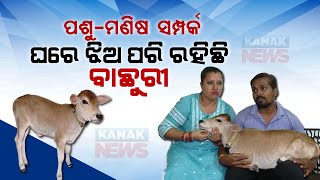 Special Report: Married Couple Rescues \u0026 Adopts A Calf For Their Life In Bhubaneswar