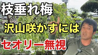 【翌年満開】枝垂れ梅の剪定は切り過ぎない事【植木屋ケンチャンネル】