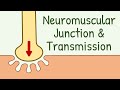 Neuromuscular Junction Structure & Neuromuscular Transmission || Membrane Physiology