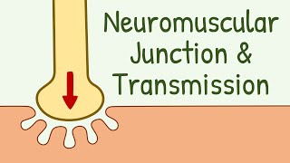 Neuromuscular Junction Structure & Neuromuscular Transmission || Membrane Physiology