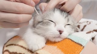 初めての耳掃除で昇天しそうになる子猫ｗ【マンチカン】#21