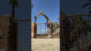 Giraffe nearly takes little lad 😲 (🎥: CONTENTbible)