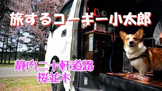 Kotaro, a Japanese Corgi, travels in a camper van, sleeping in the car.