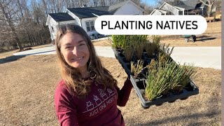 Planting native grasses, rushes, and sedges