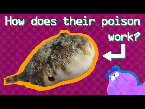 How does tetrodotoxin kill you?