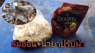 ทดลองเหยื่อดักหนู ลัมอ่อน+น้ำยาปรับผ้านุ่ม ได้ผลเกินคาด