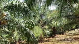 Sold Out 3.25acres agri land with coconut tree for sale l தென்னந்தோப்பு l kinathukadavu to