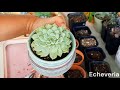 Potting my new succulent mexensis, solomon, agavoides, lilacina, blue elf, donkeys tail