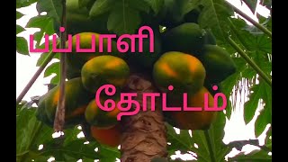 பப்பாளி தோட்டம்||papaya||பப்பாளி பழம்|| naalaya vivasaayi