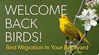 Bird Migration In Your Backyard Live Event [Recording] | Welcome Back Birds!