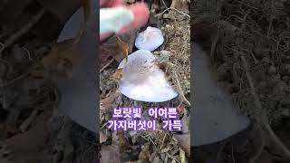 언제보아도 예쁜 가지버섯이 숲속 가득해요~! #버섯산행 #식용버섯 #가지버섯