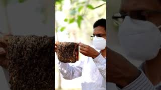 New venture at CMS.. Apiculture..