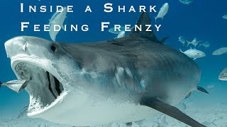 Inside a Shark Feeding Frenzy