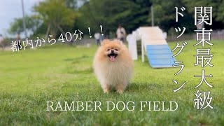 ［関東最大級ドッグラン］広大な芝生でワンコも飼い主も大満足間違いなし！#RAMBER #犬の暮らし　#ポメラニアン